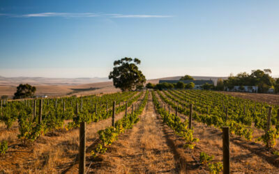 Mullineux, vinos artesanales en el corazón de Swartland, Sudáfrica.