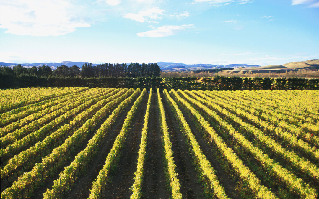 La excelencia del vino Riesling en Nueva Zelanda: el caso Pegasus Bay