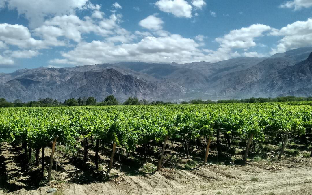 El cautivador Malbec: explorando las bodegas australes de Andeluna y Otero Ramos