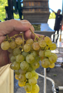 chenin blanc