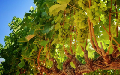 La Chenin Blanc en Sudáfrica: descubre esta joya vinícola