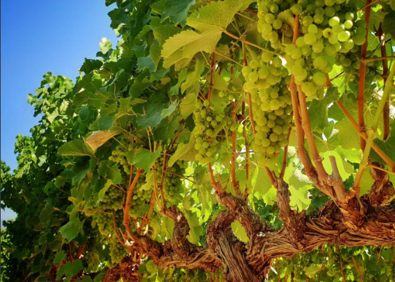 La Chenin Blanc en Sudáfrica: descubre esta joya vinícola