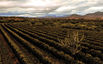 Vinos de Bolivia – Identidad propia: 2000m sobre el nivel del mar.