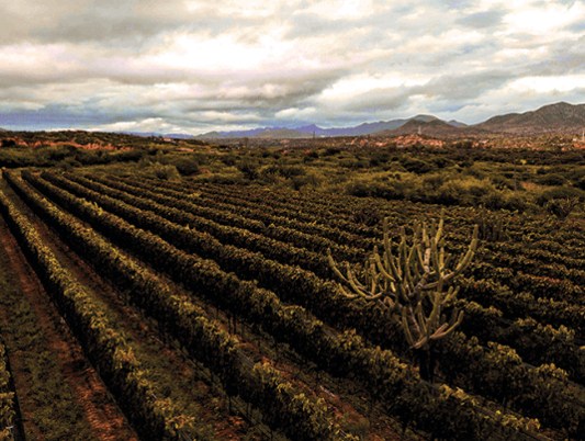 Vinos de Bolivia – Identidad propia: 2000m sobre el nivel del mar.