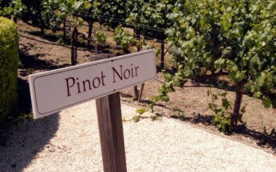 Pinot Noir: Un Vino para Conocer y Disfrutar