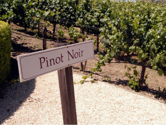 Pinot Noir: Un Vino para Conocer y Disfrutar