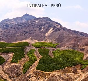 Viñedos Intipalka Perú